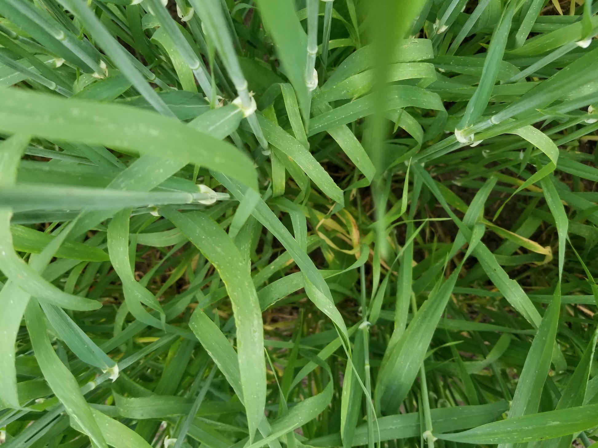 Naked Food Barley 113-834