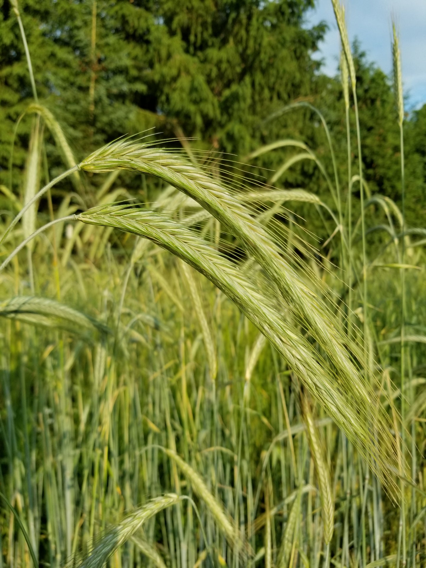 Sangaste Rye