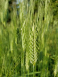 Timopheevii Wheat