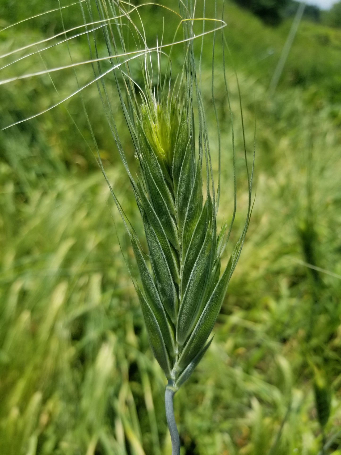 Sin El-Pheel Wheat