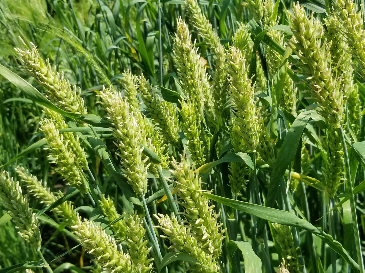 Australian Bald Skinless Barley