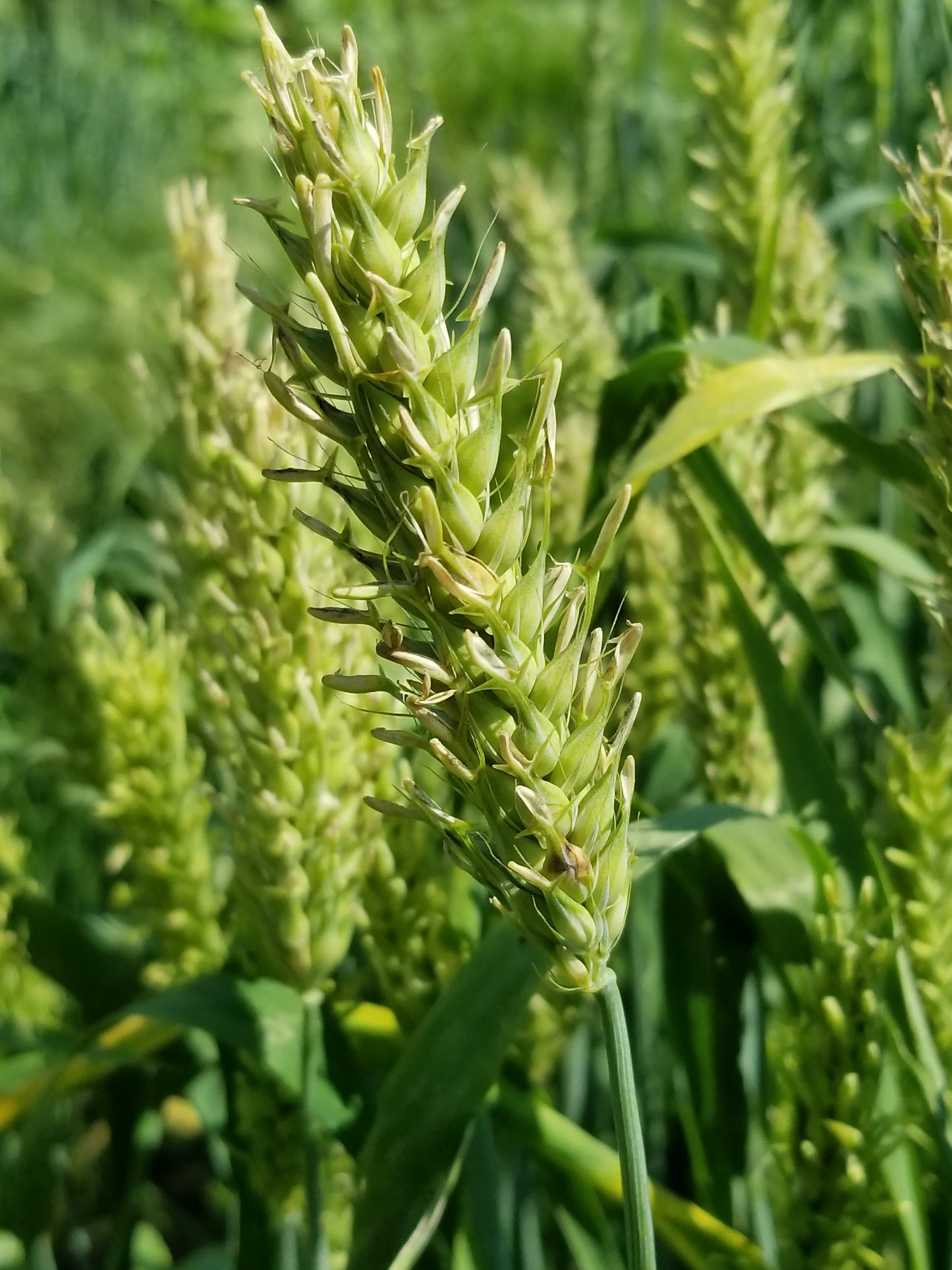 Australian Bald Skinless Barley heads