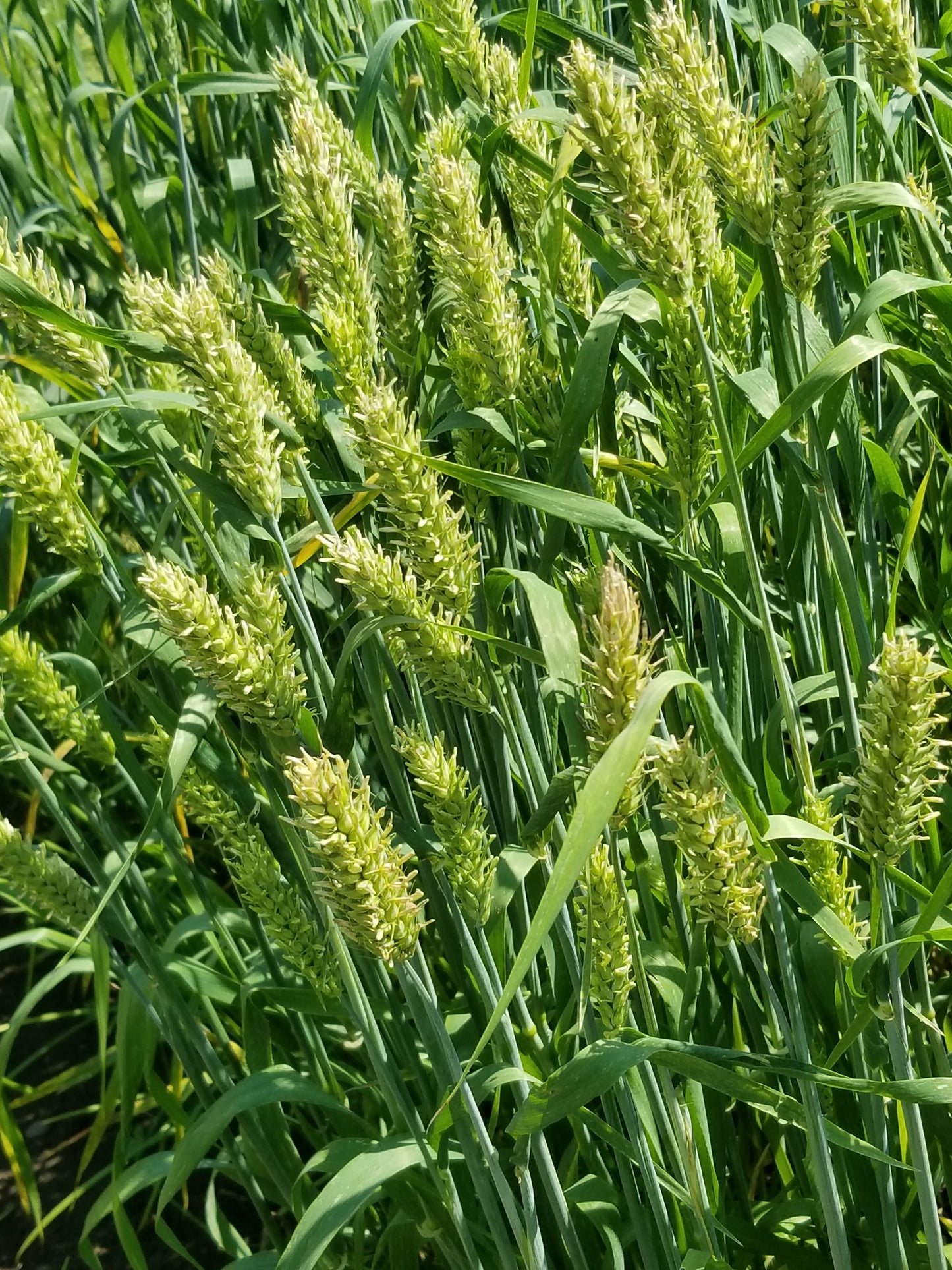 Australian Bald Skinless Barley