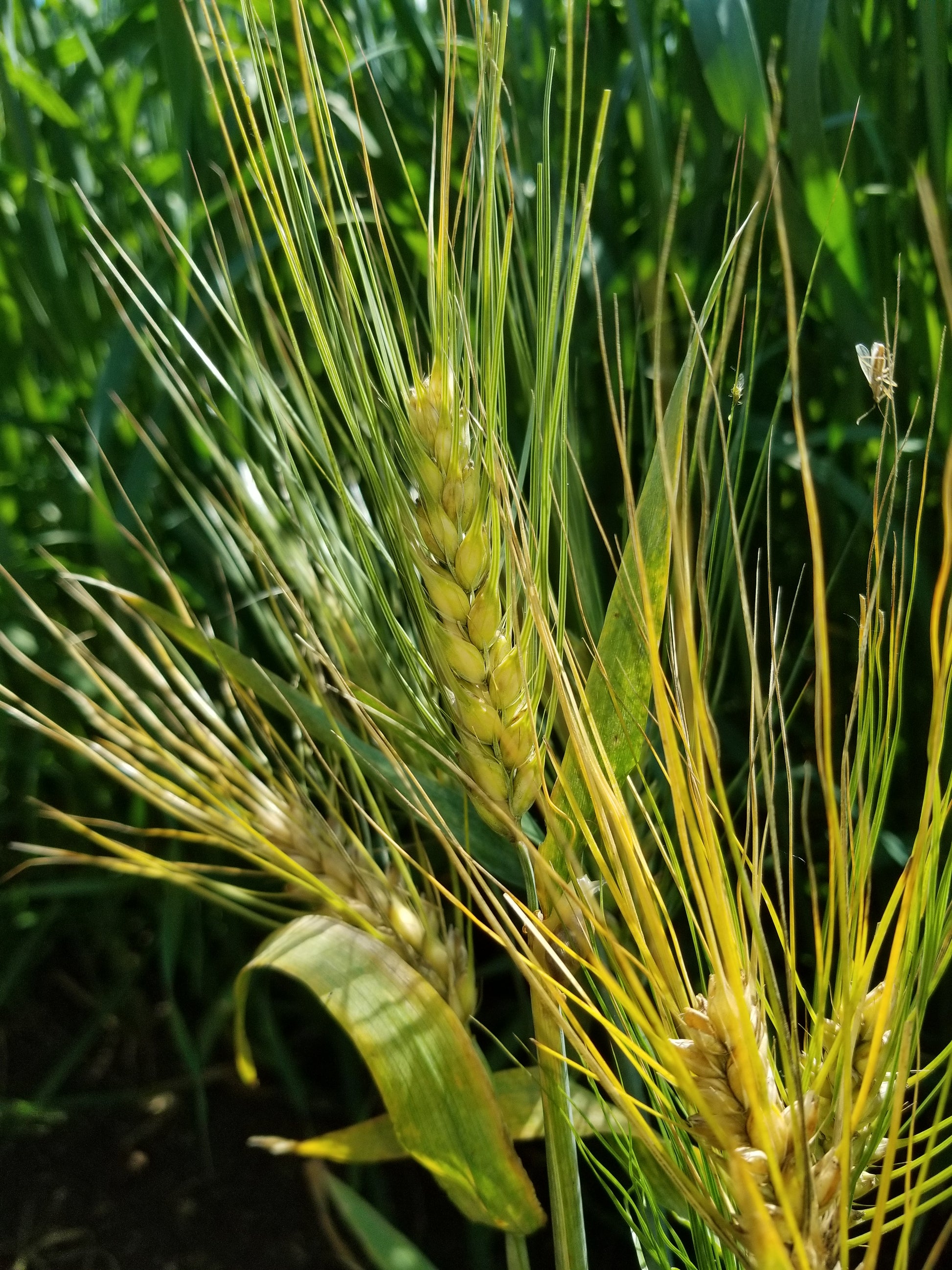 Karan 19 barley head