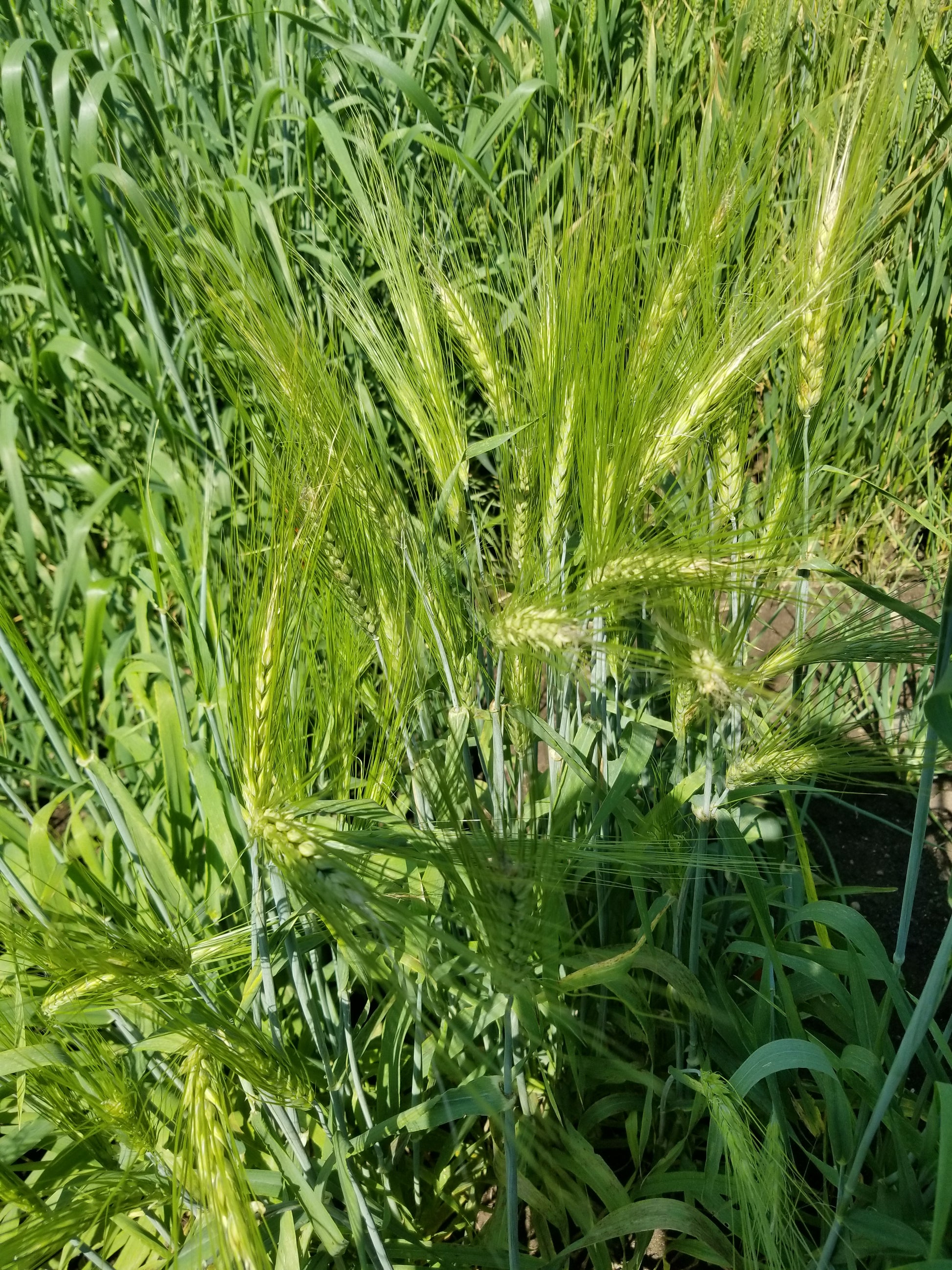 Karan 19 barley plot
