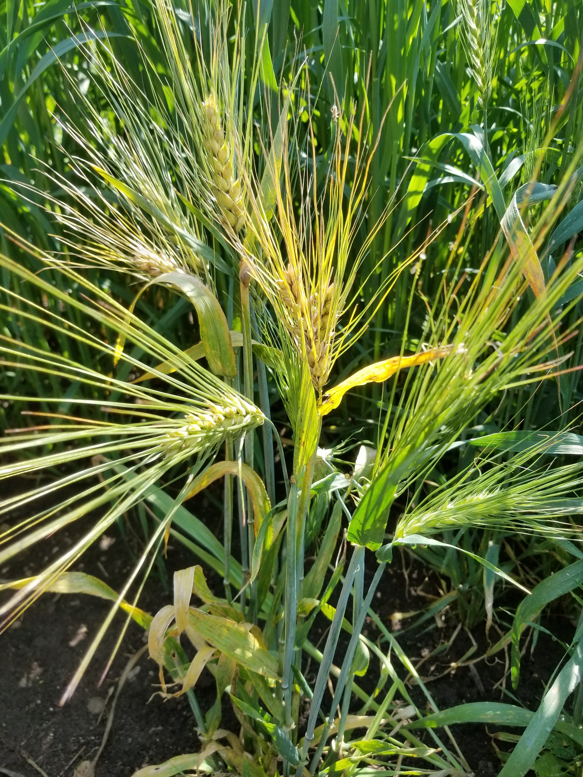 Karan 19 barley head with long awns