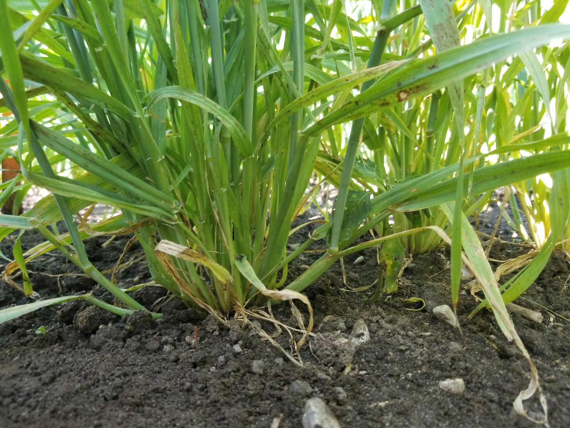 Karan 19 barley tillering
