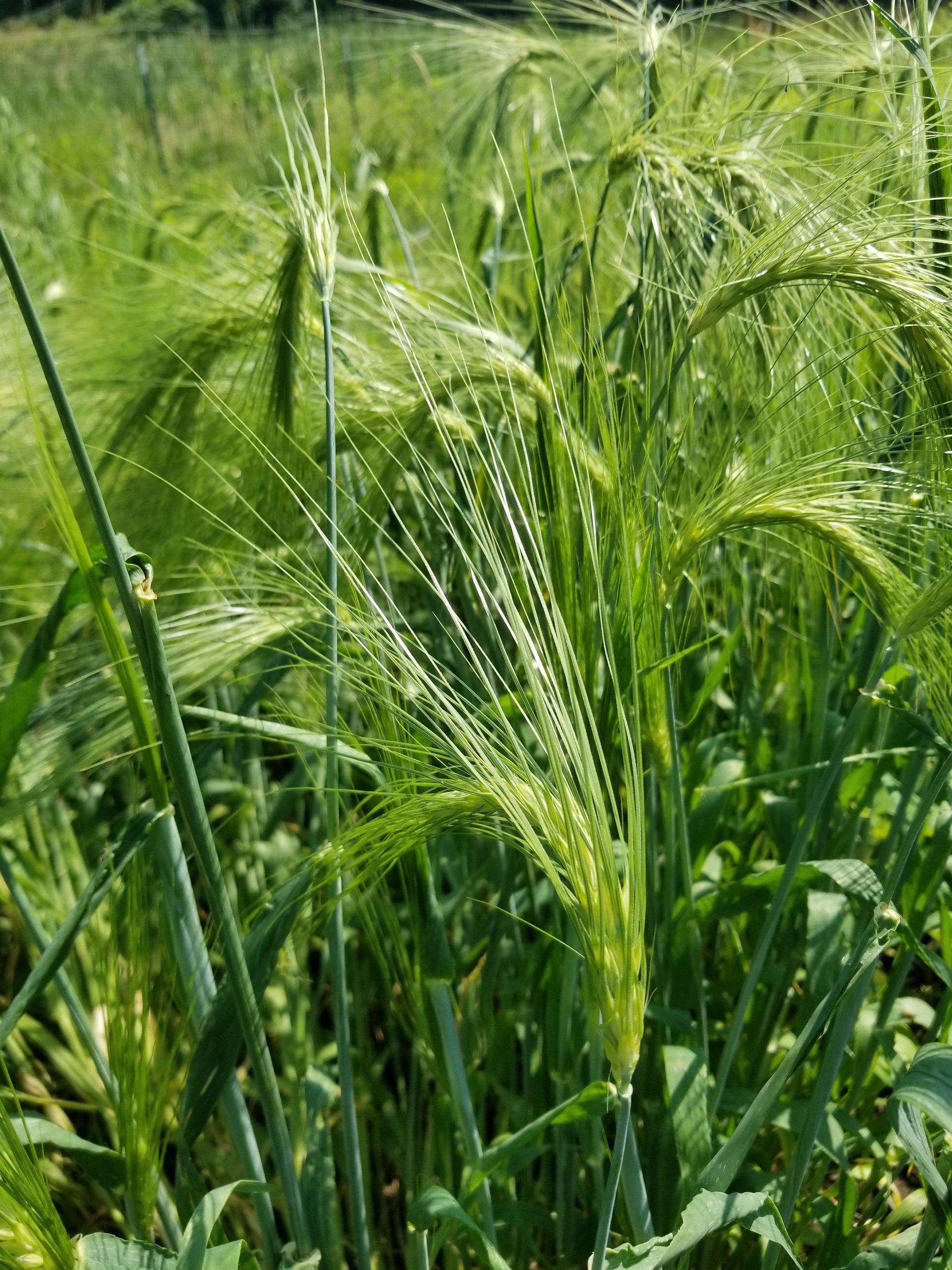 Himalayan Barley