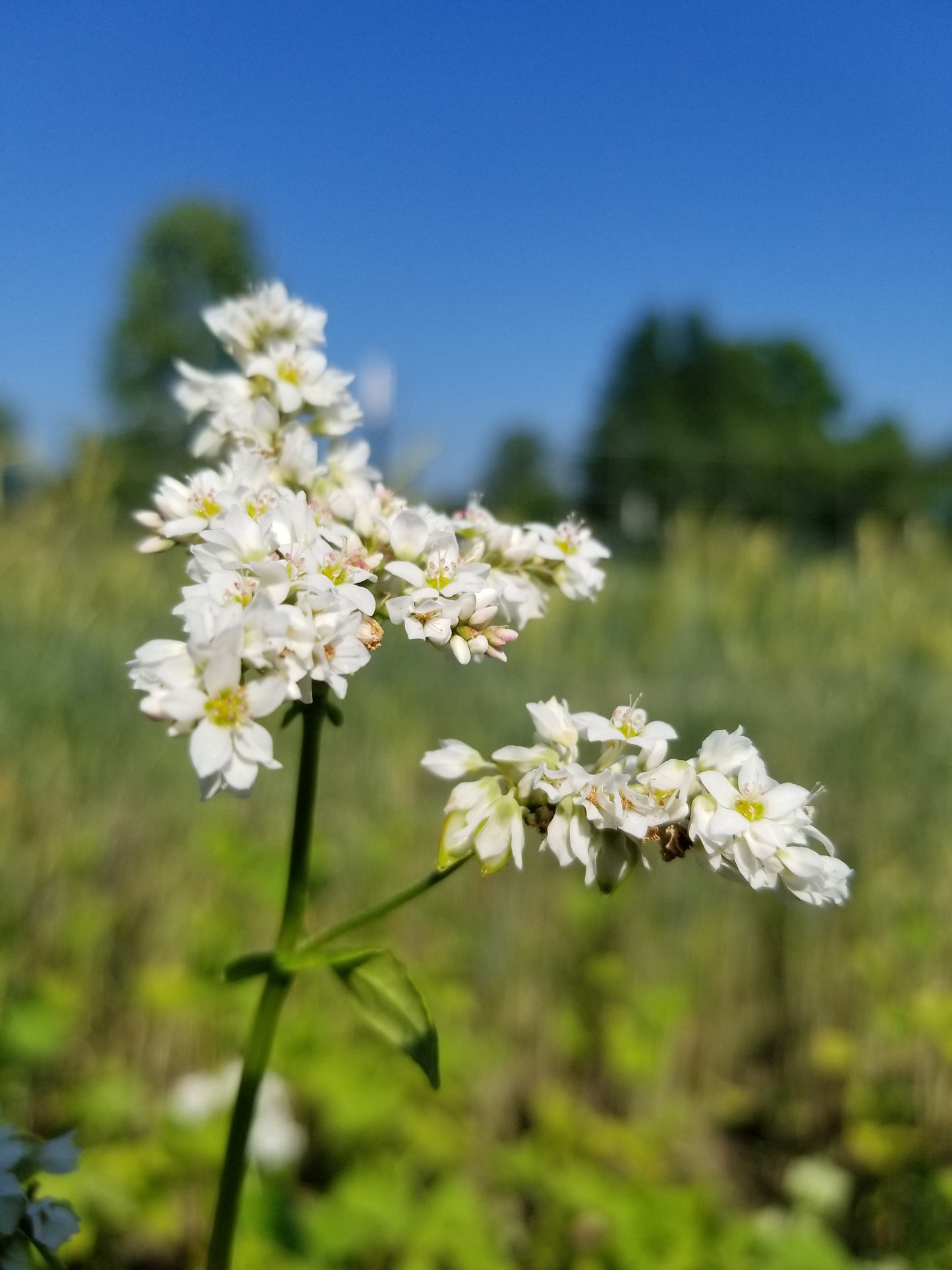Japanese Buckwheat