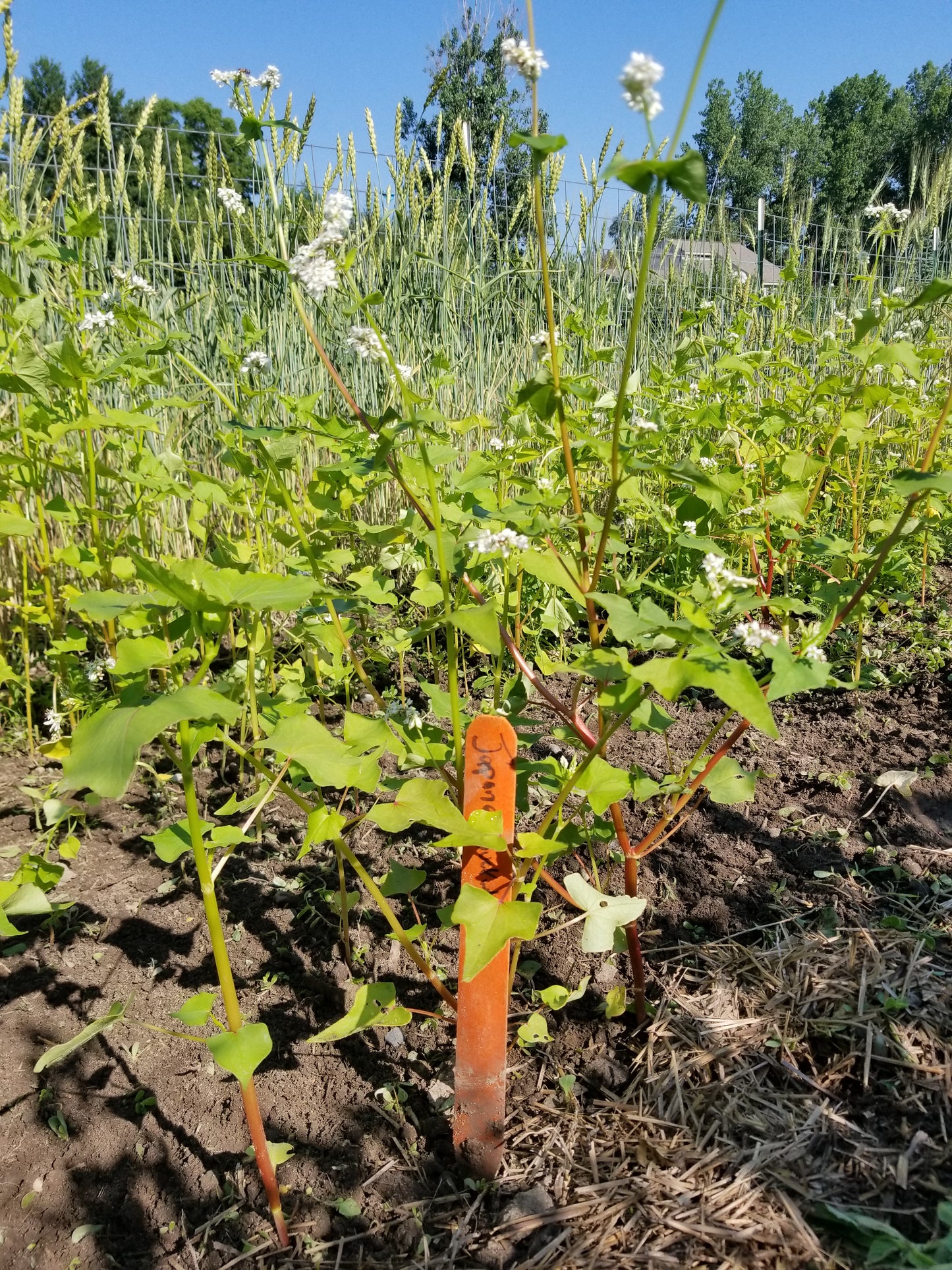 Japanese Buckwheat