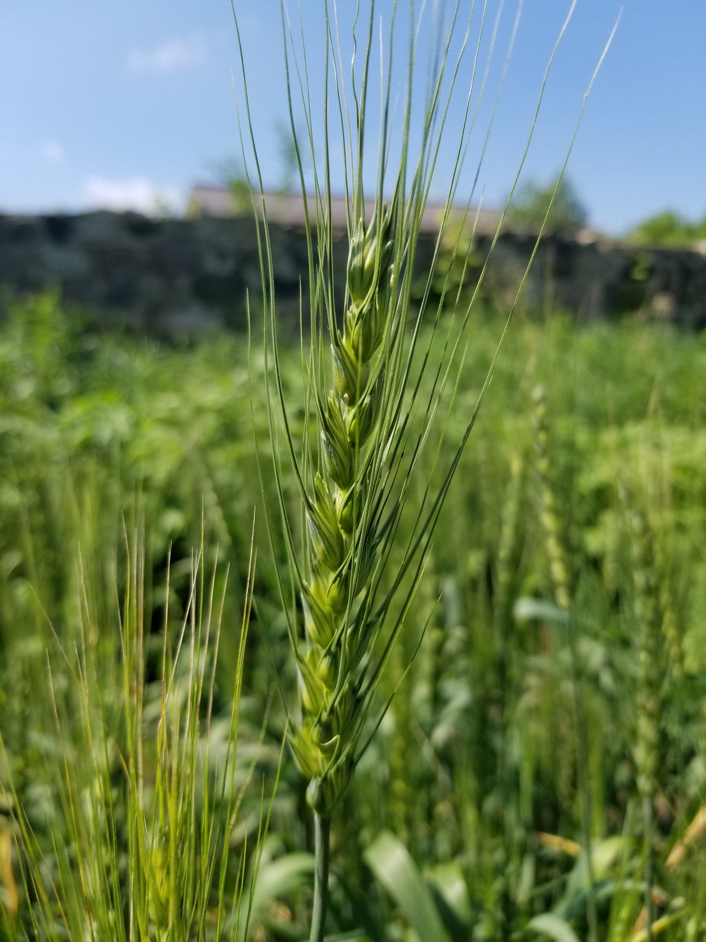 Len wheat head