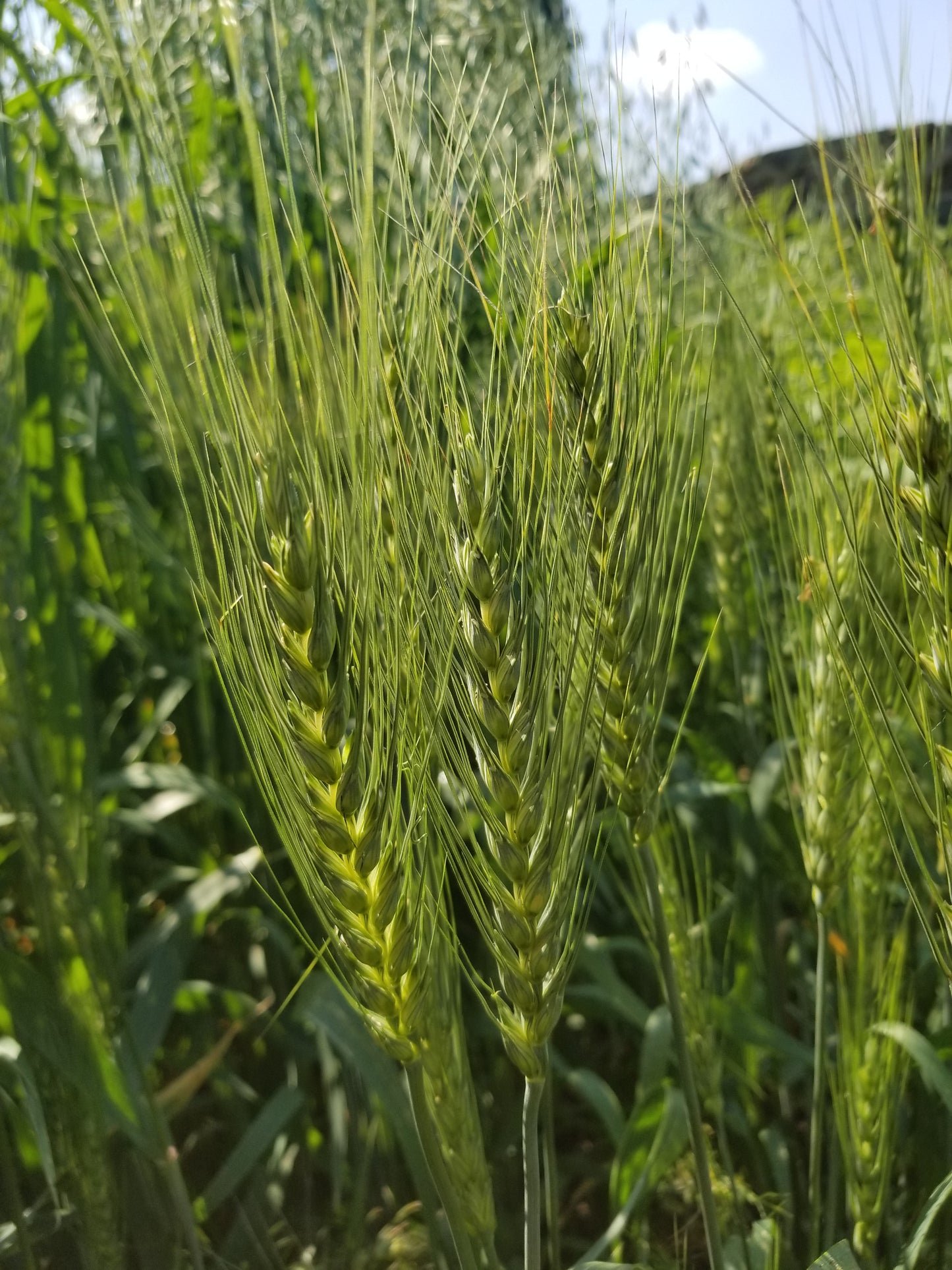 Len wheat heads
