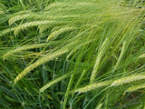 Sardinian Barley grain plot