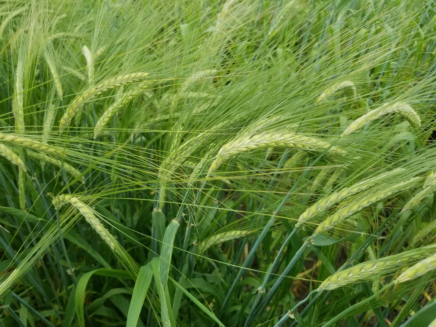 Sardinian Barley - Spring Planted