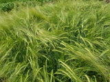 Sardinian Barley - Spring Planted