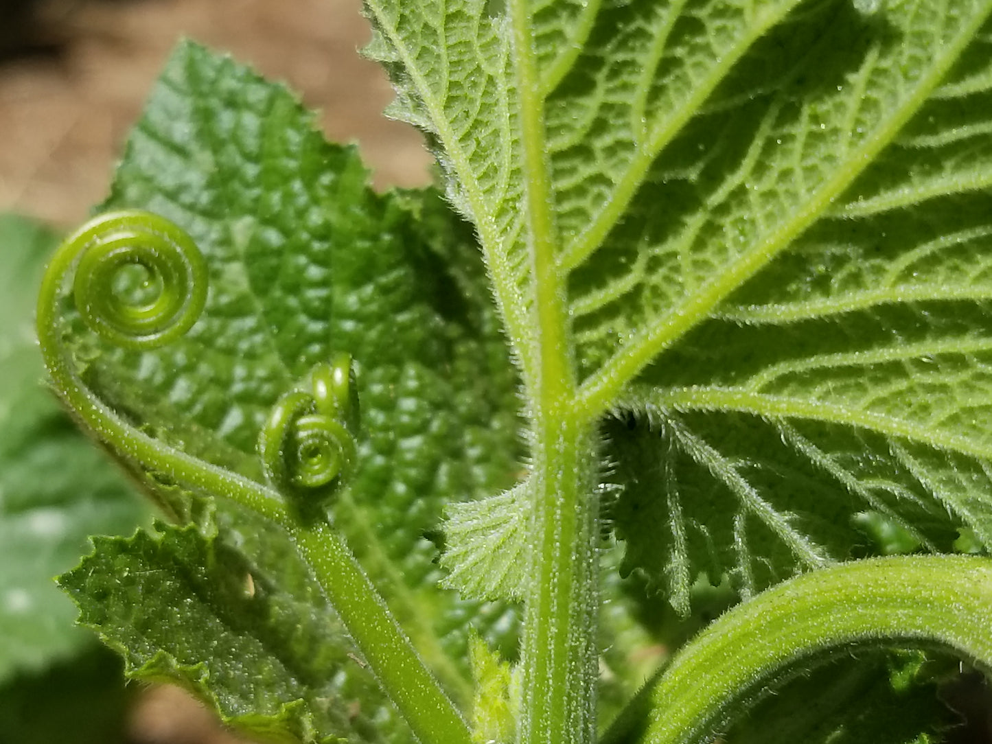 Whimsical curly tendrils of a Pipian from Tuxpan squash vine