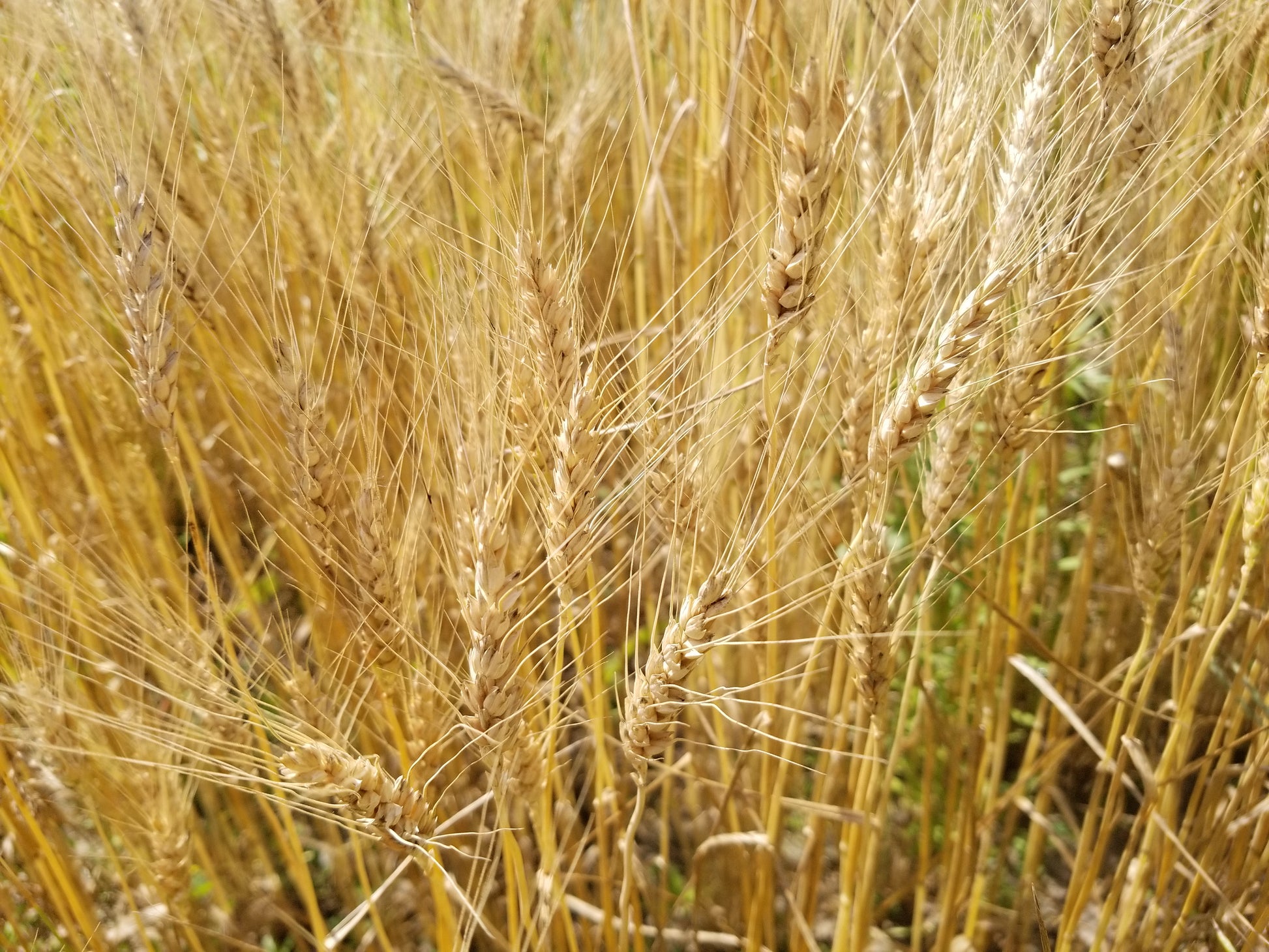 Michigan Short South Wheat
