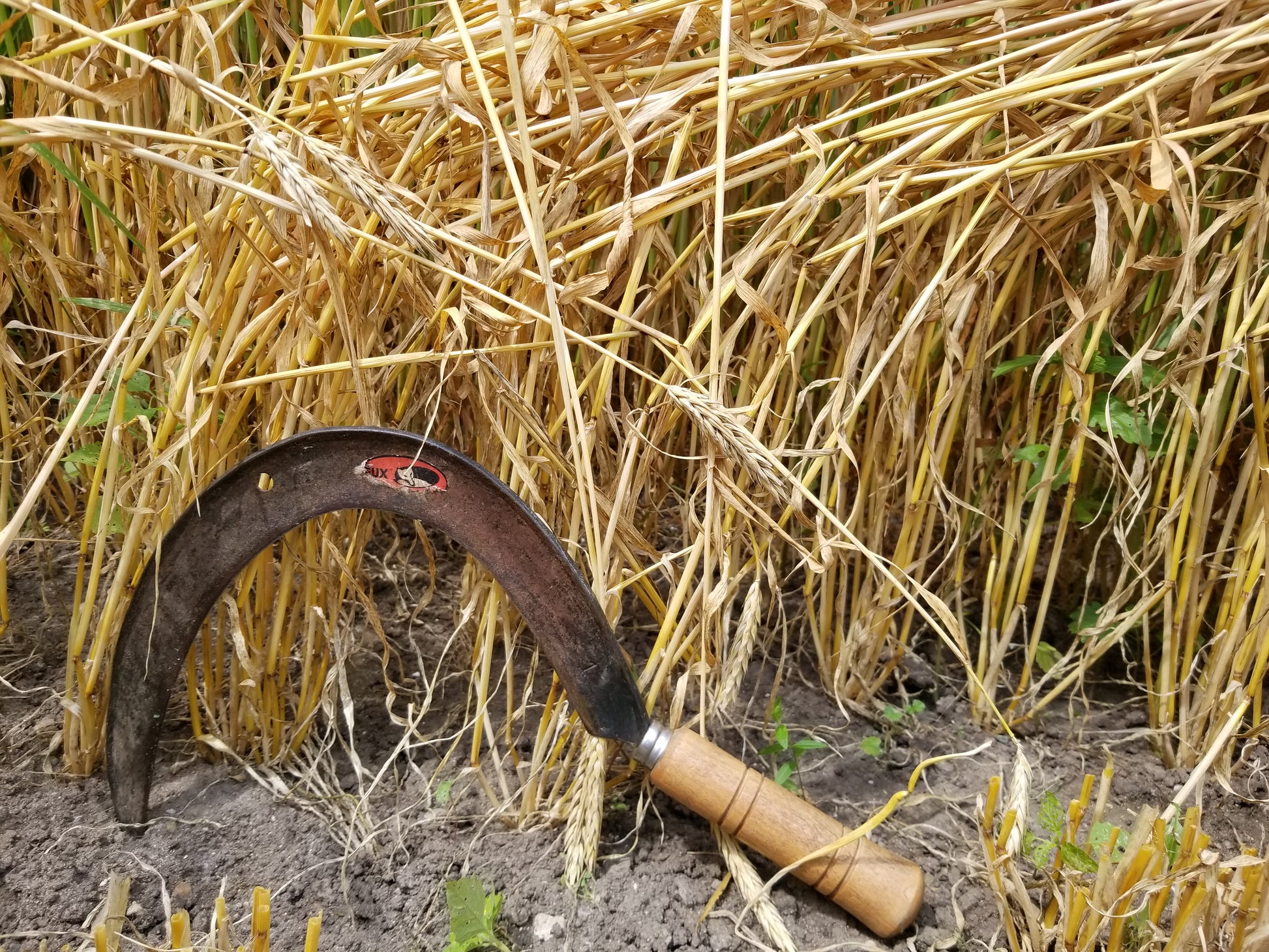 Naked Food Barley 108-414 lodging