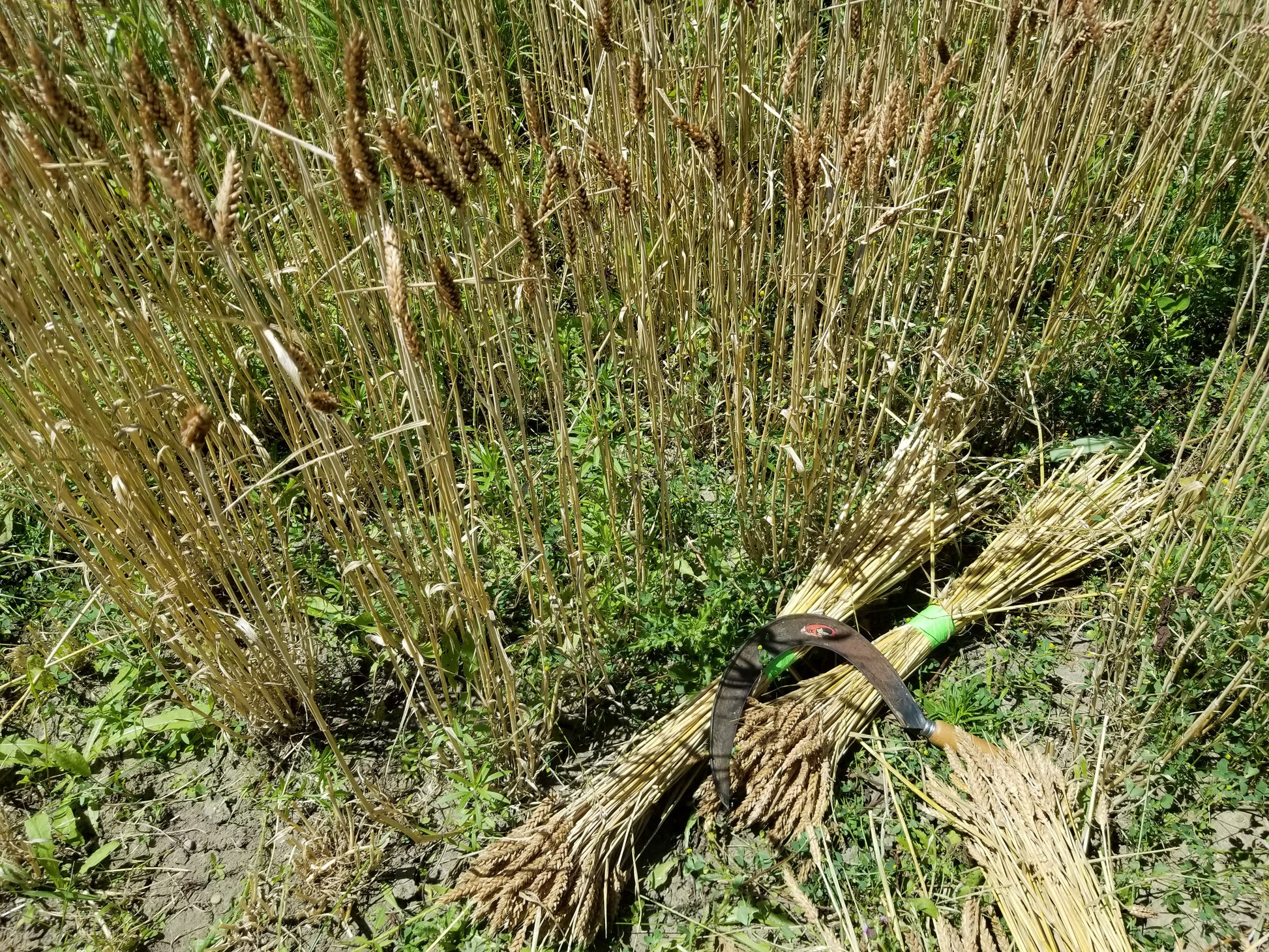 Rouge de Bordeaux Wheat