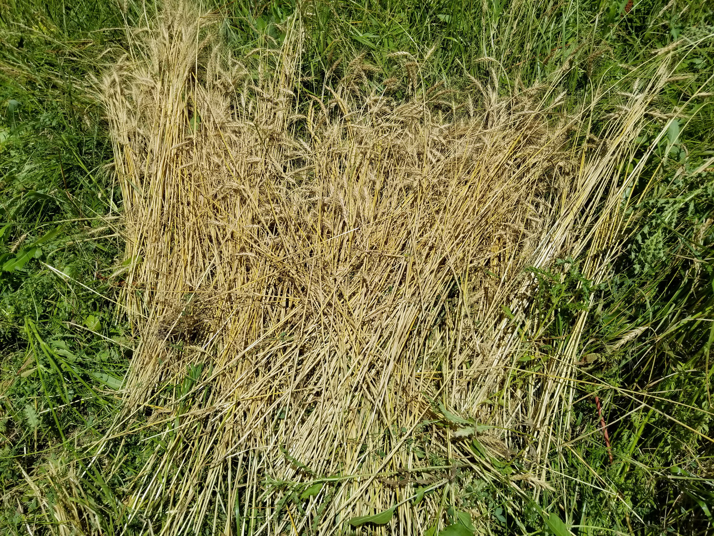 Turkey Red winter wheat
