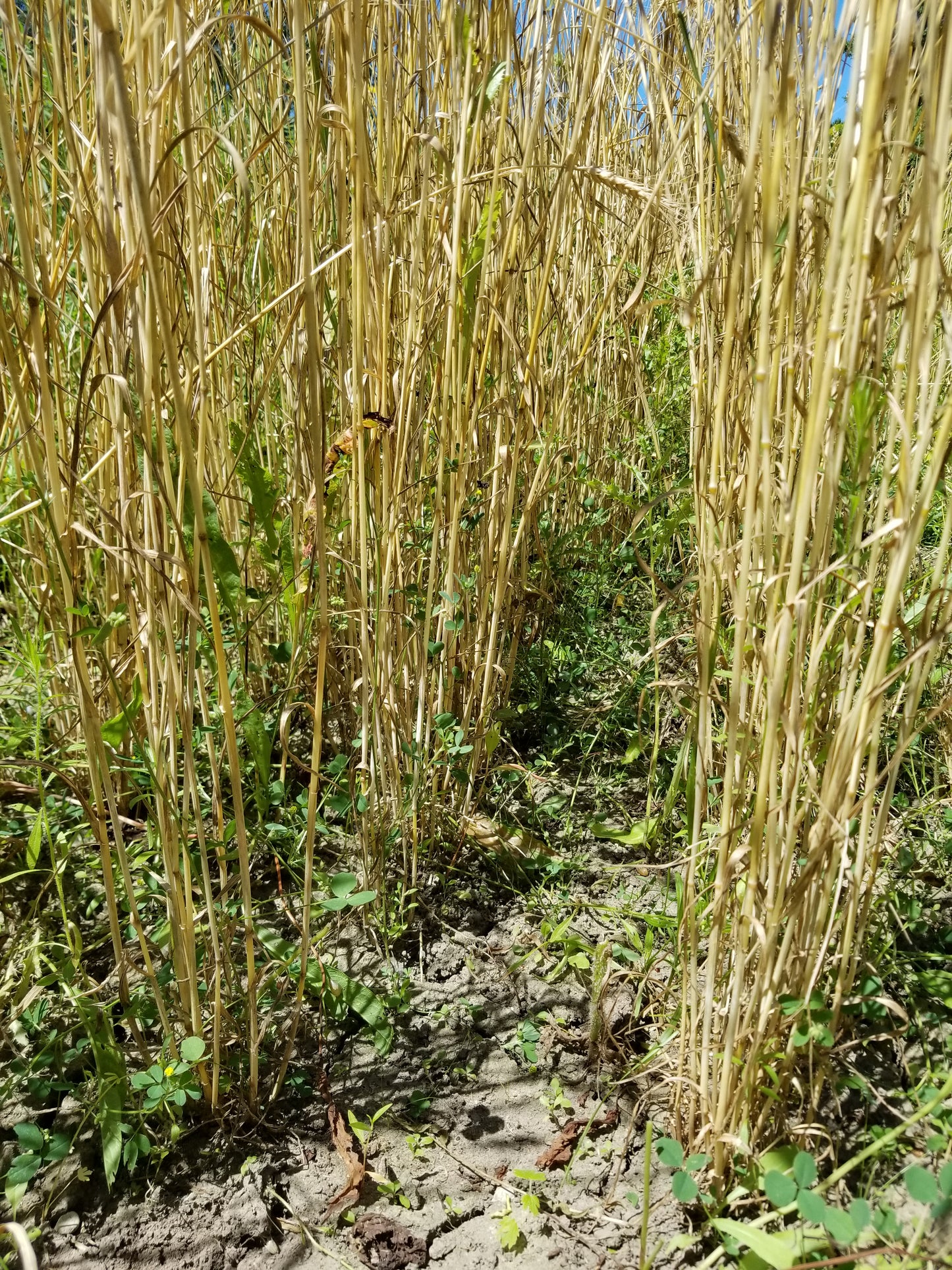 Turkey Red winter wheat (tillering)