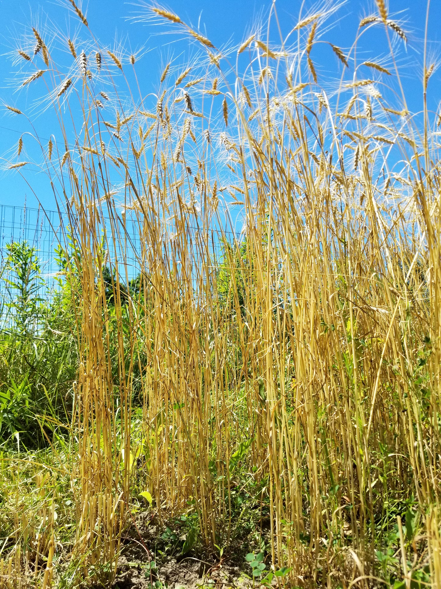 Turkey Red winter wheat