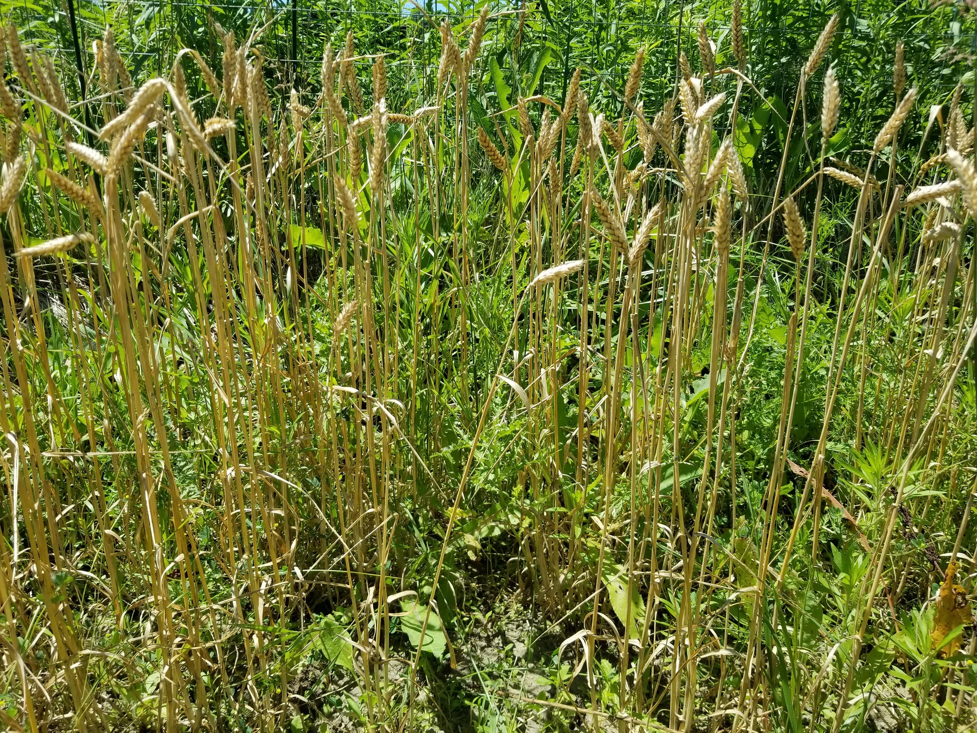 Yamhill Winter Wheat