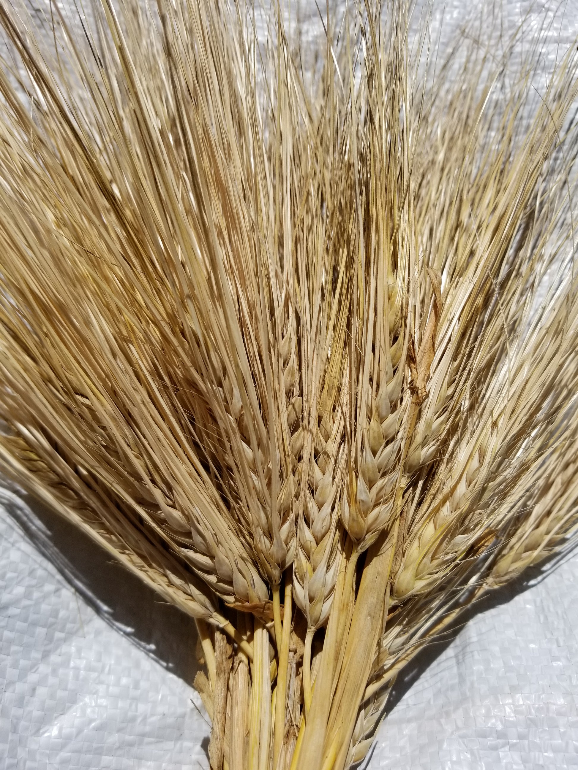 Karan 16 Barley