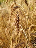 Michigan Red Awned Wheat