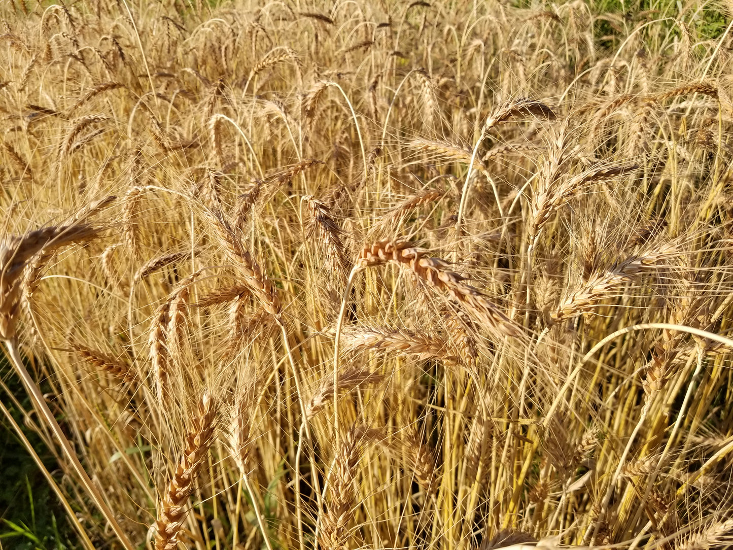 Michigan Red Awned Wheat