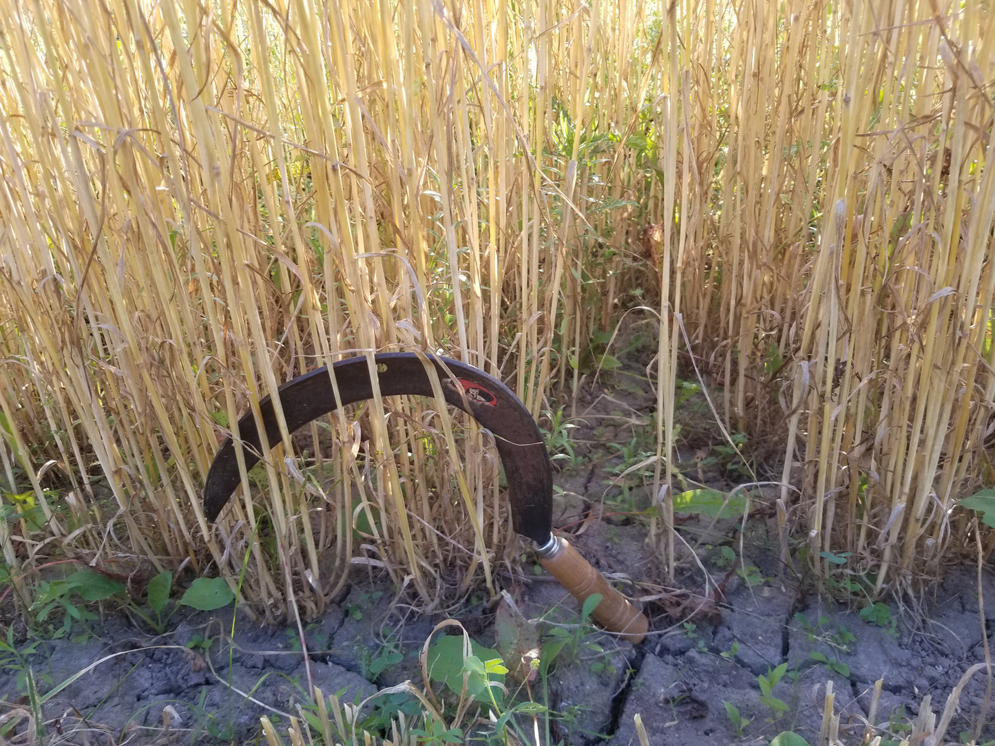 Michigan Red Awned Wheat