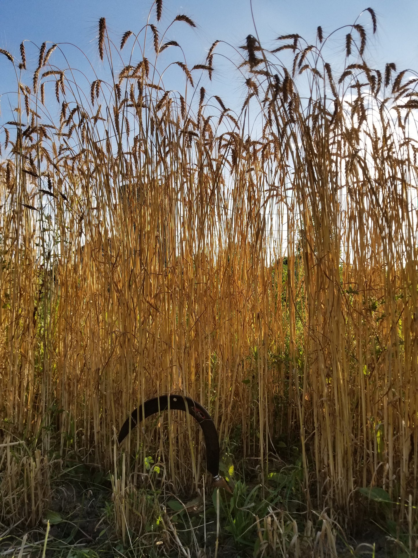 Michigan Red Awned Wheat