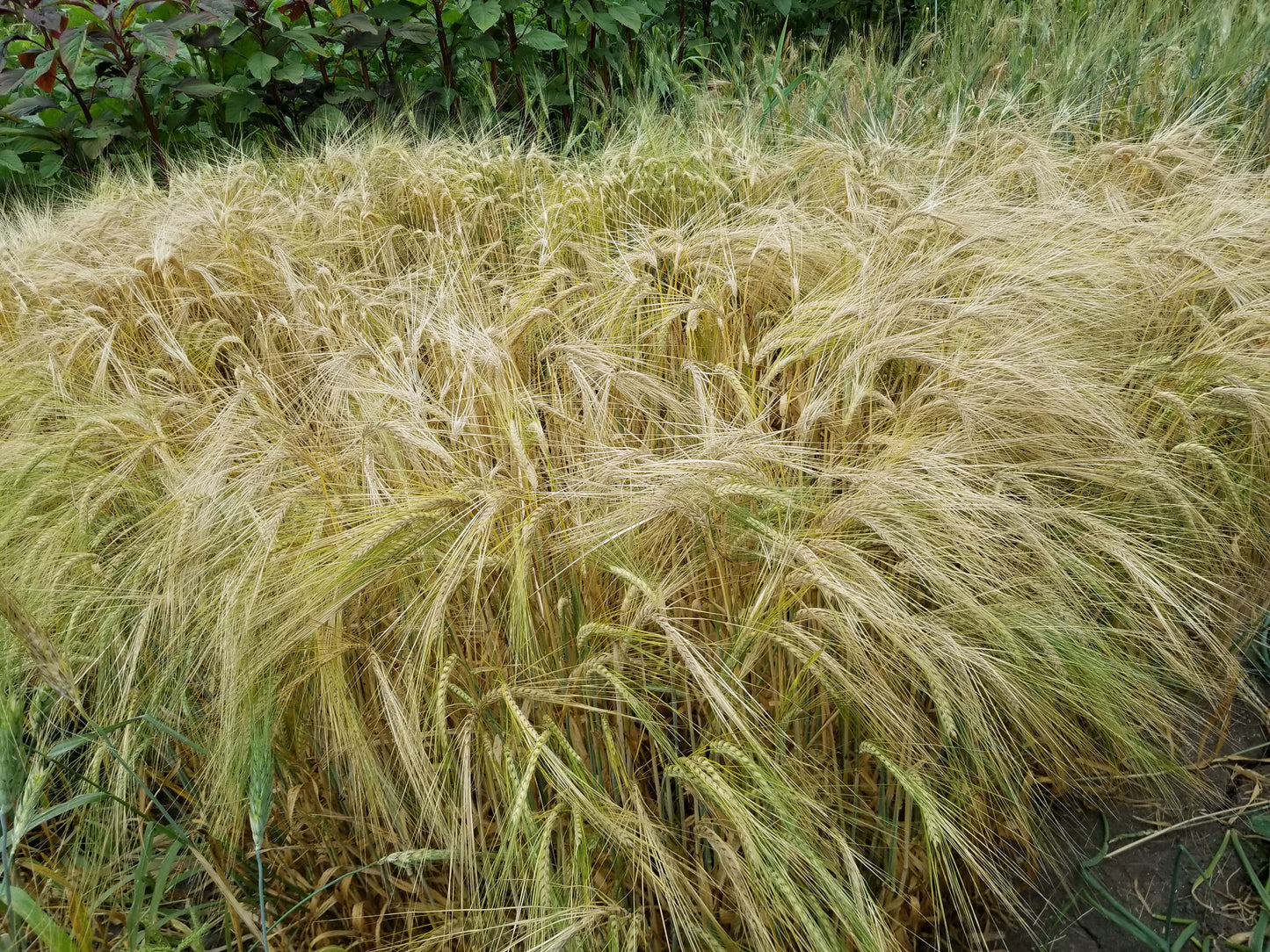 plot of Sardinian barley