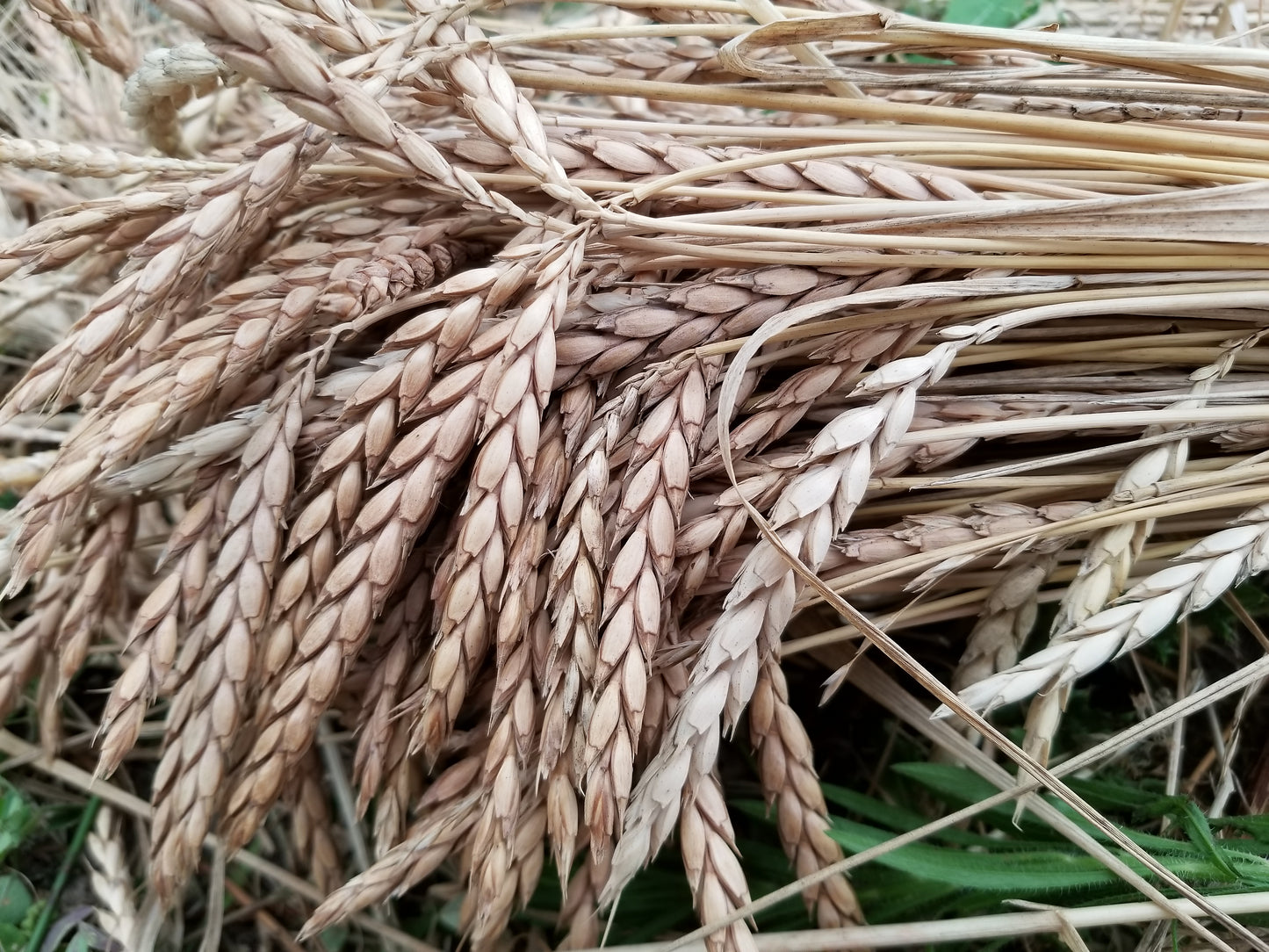 Spelt