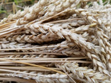 Unterengadin Wheat heads