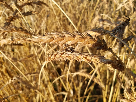 Red May Wheat