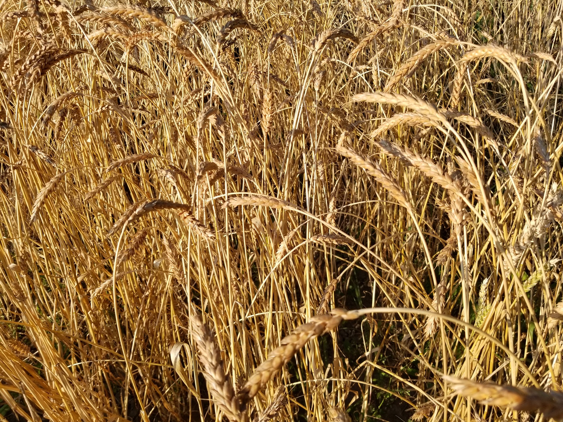 Red May Wheat