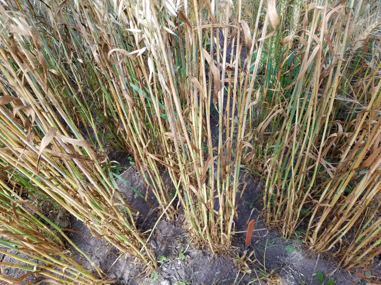 Terra Hulless Oats