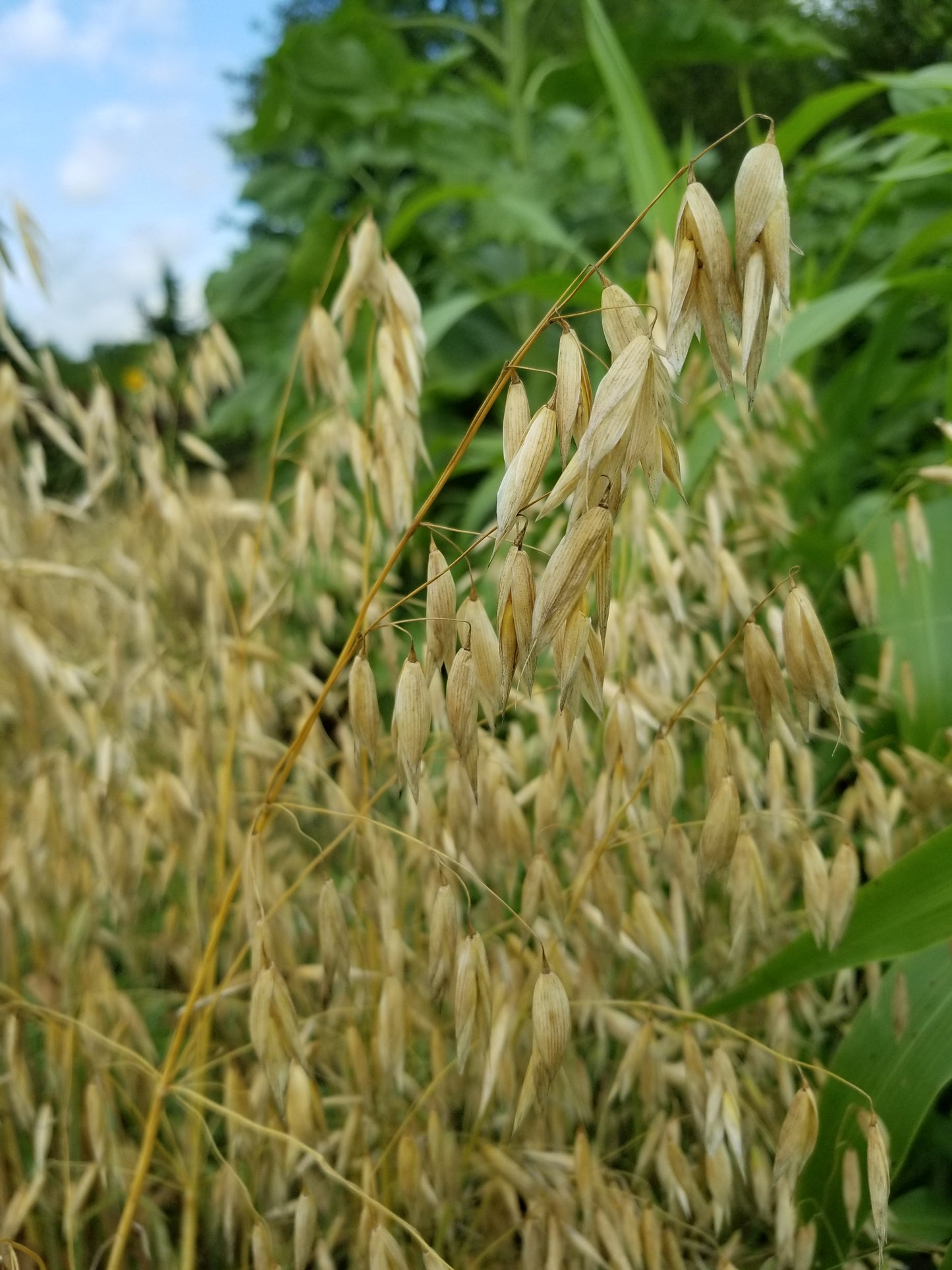 Mozart Hull-less Oats