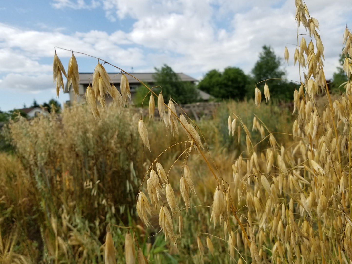 Mozart Hull-less Oats