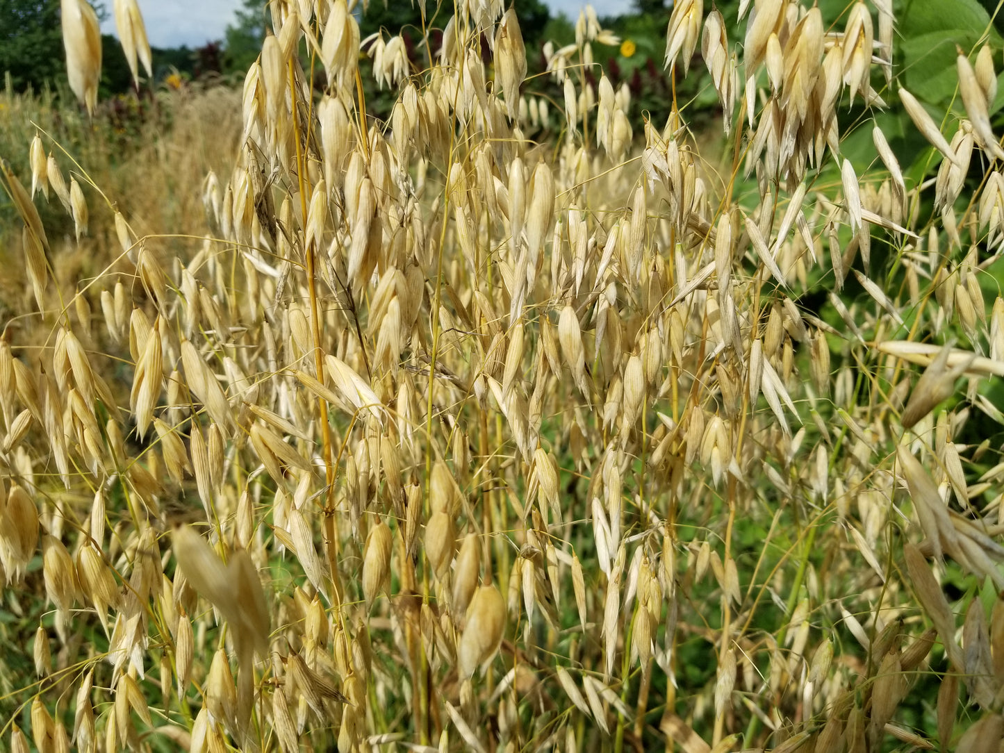 Mozart Hull-less Oats