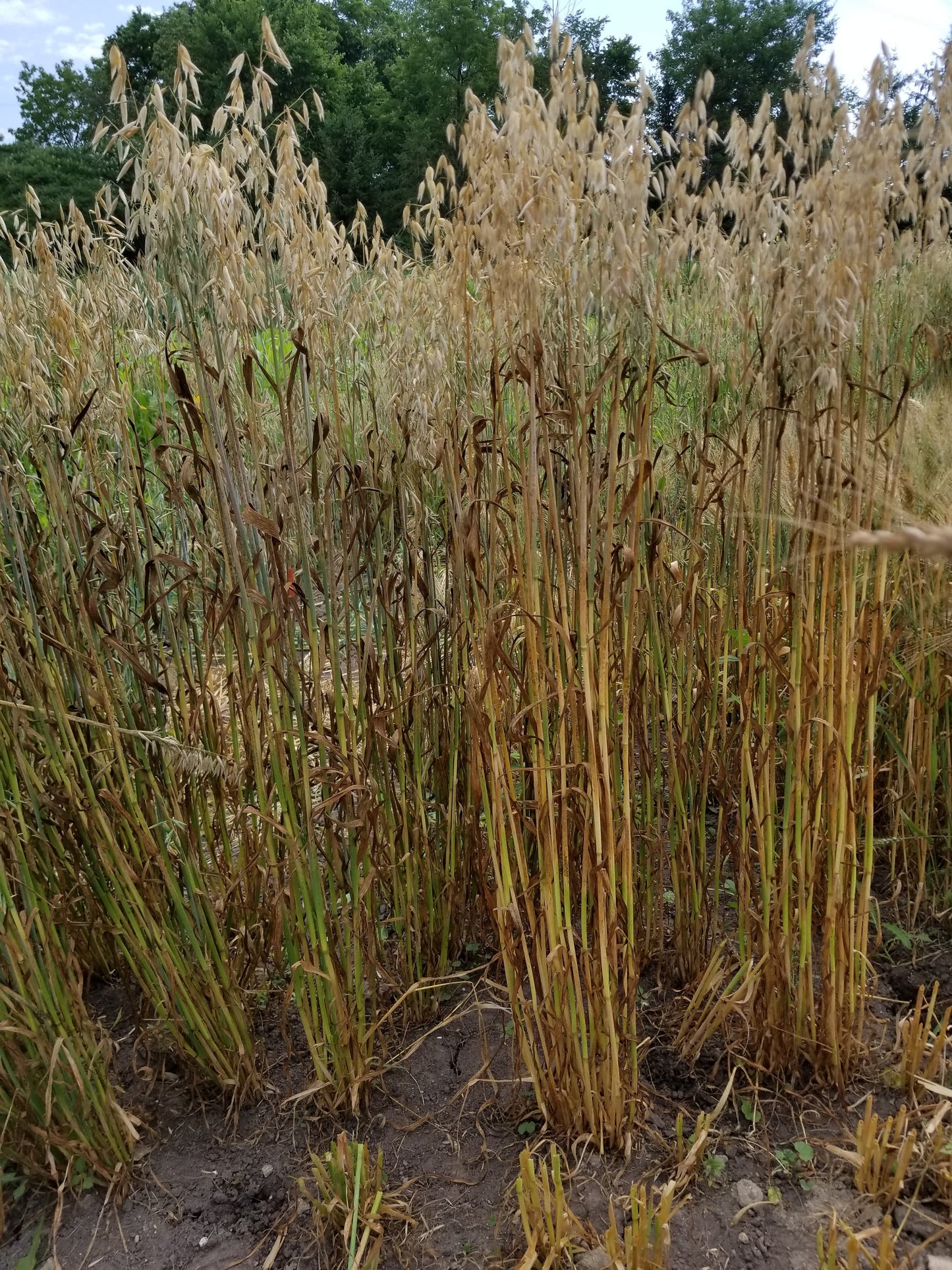 Terra Hulless Oats