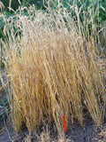 Ghirka 1517 Wheat plot