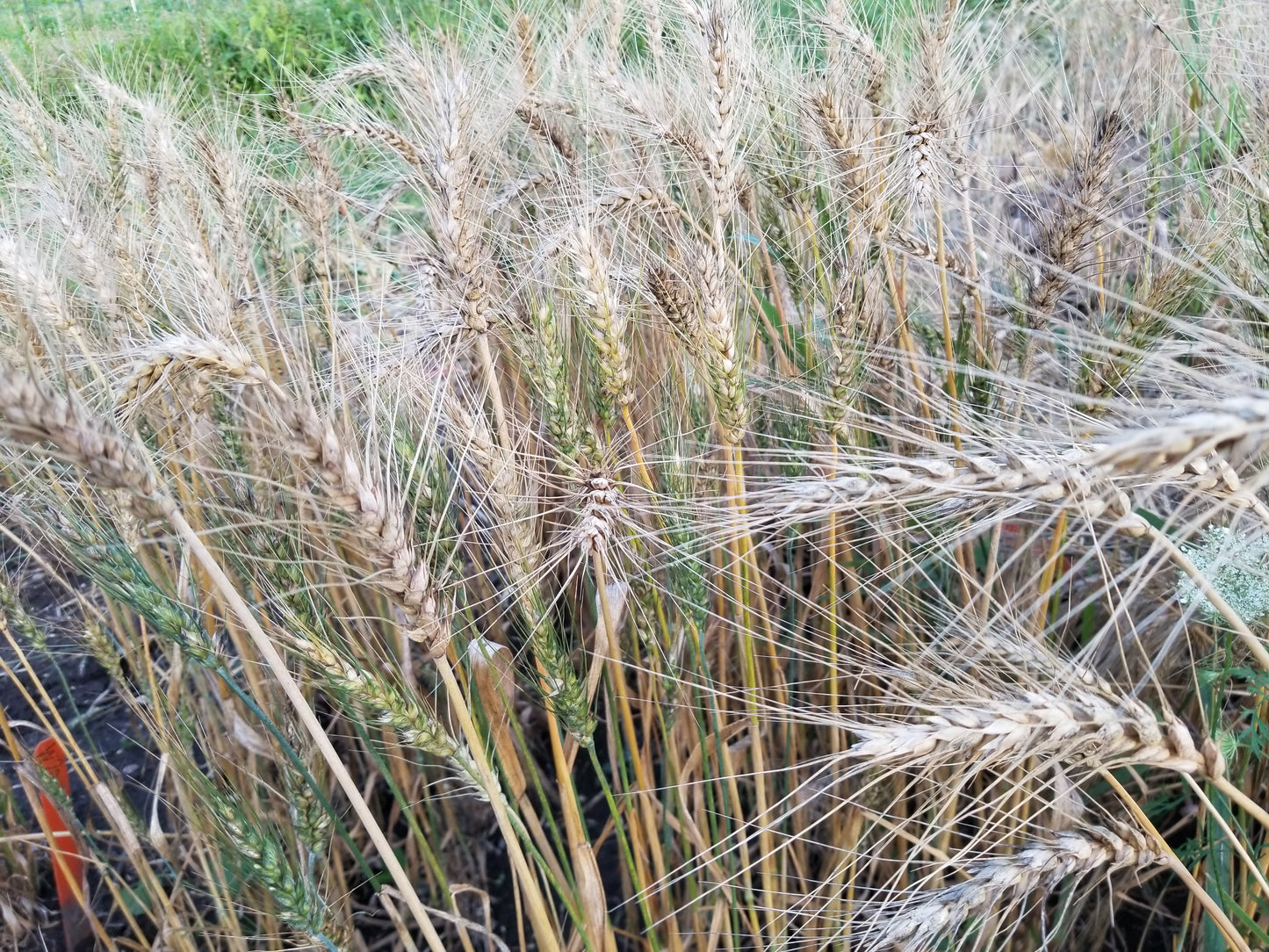 Serra Wheat