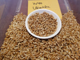 Ukrainka Winter Wheat (seeds)