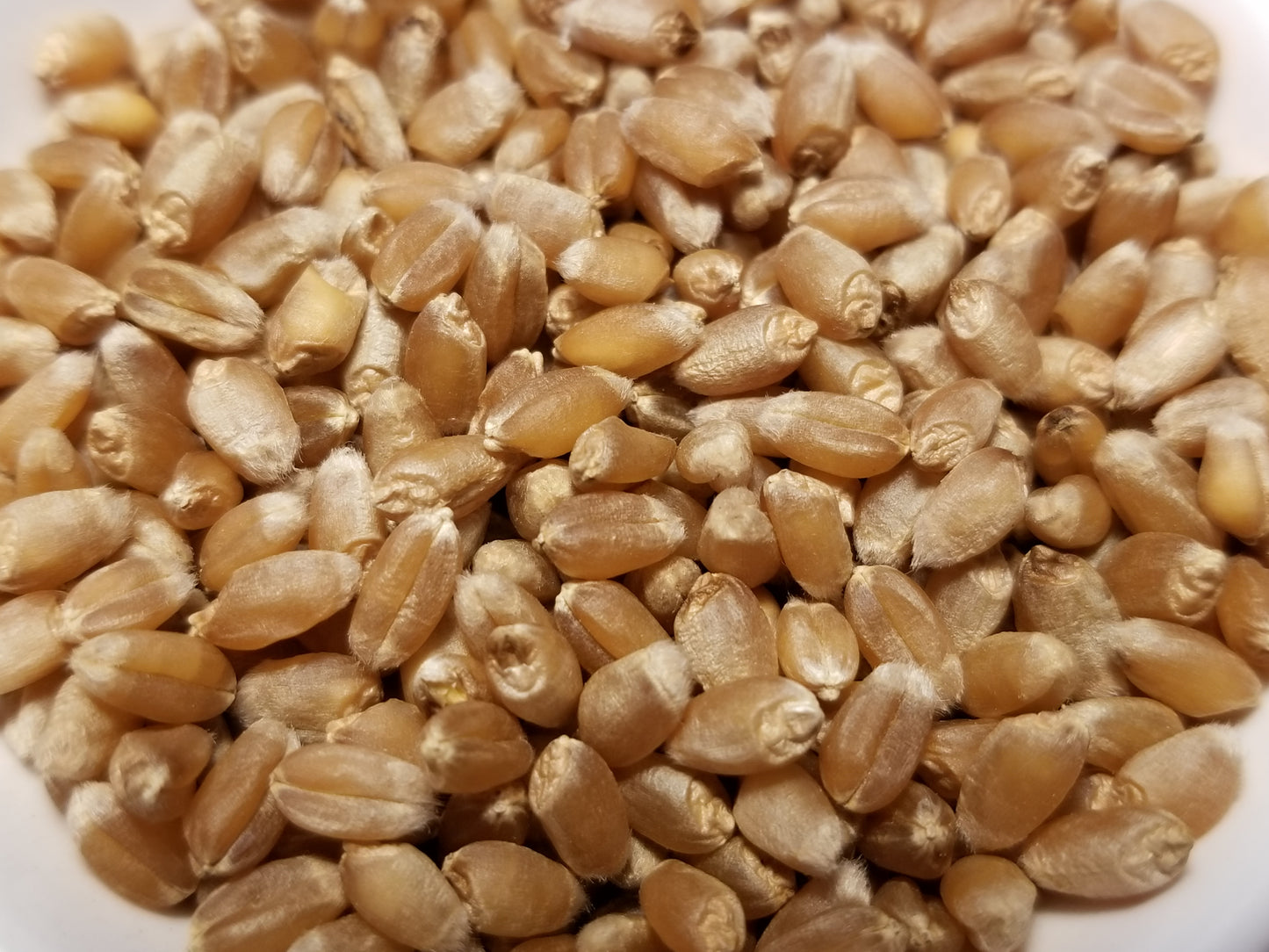 Ukrainka Winter Wheat (seeds)