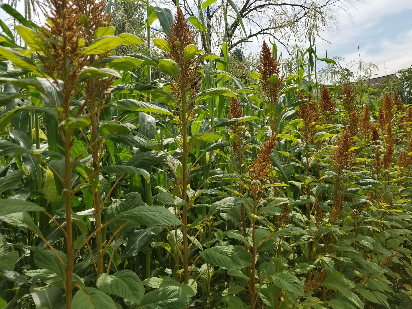 Hot Biscuits Amaranth