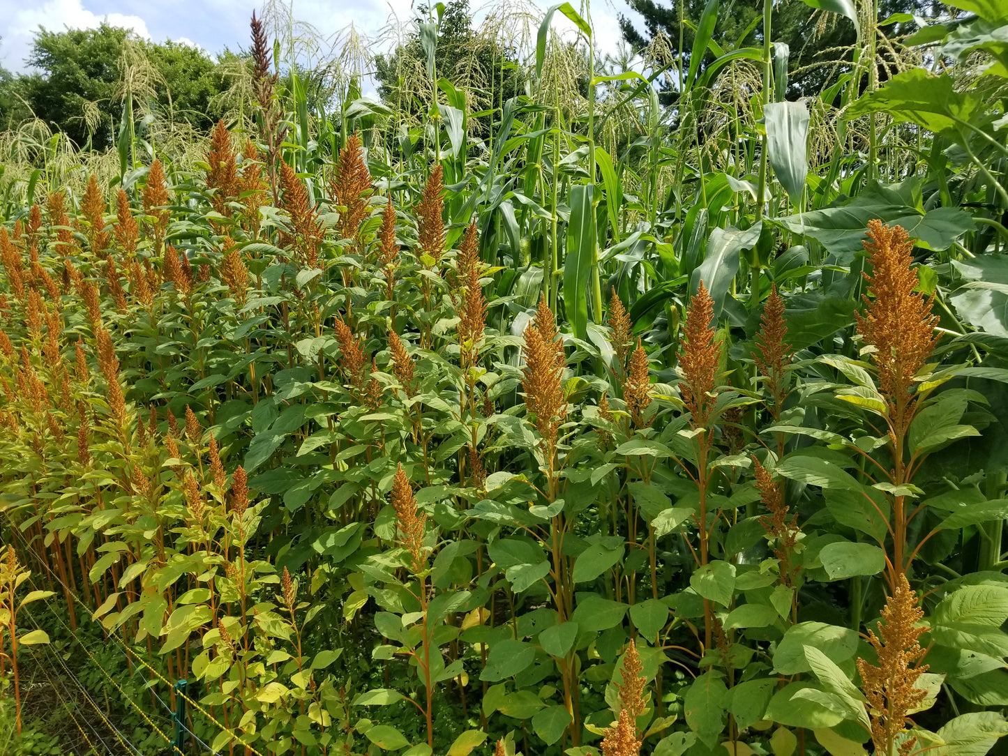Hot Biscuits Amaranth
