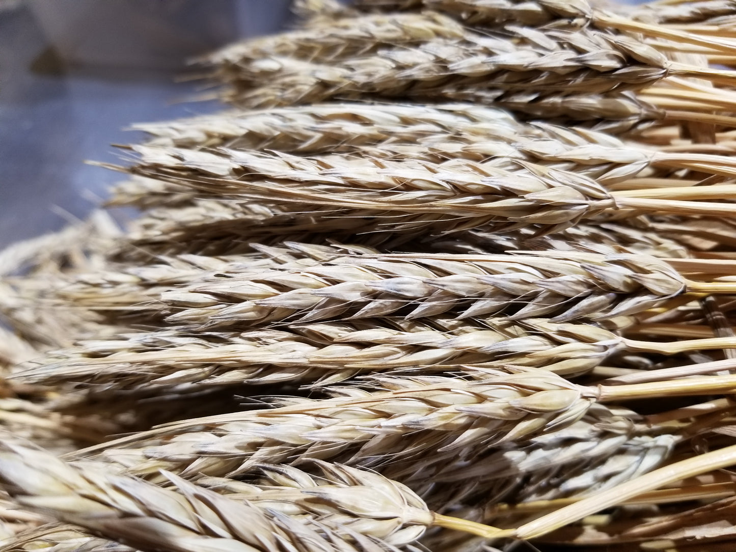 Naked Food Barley 108-414