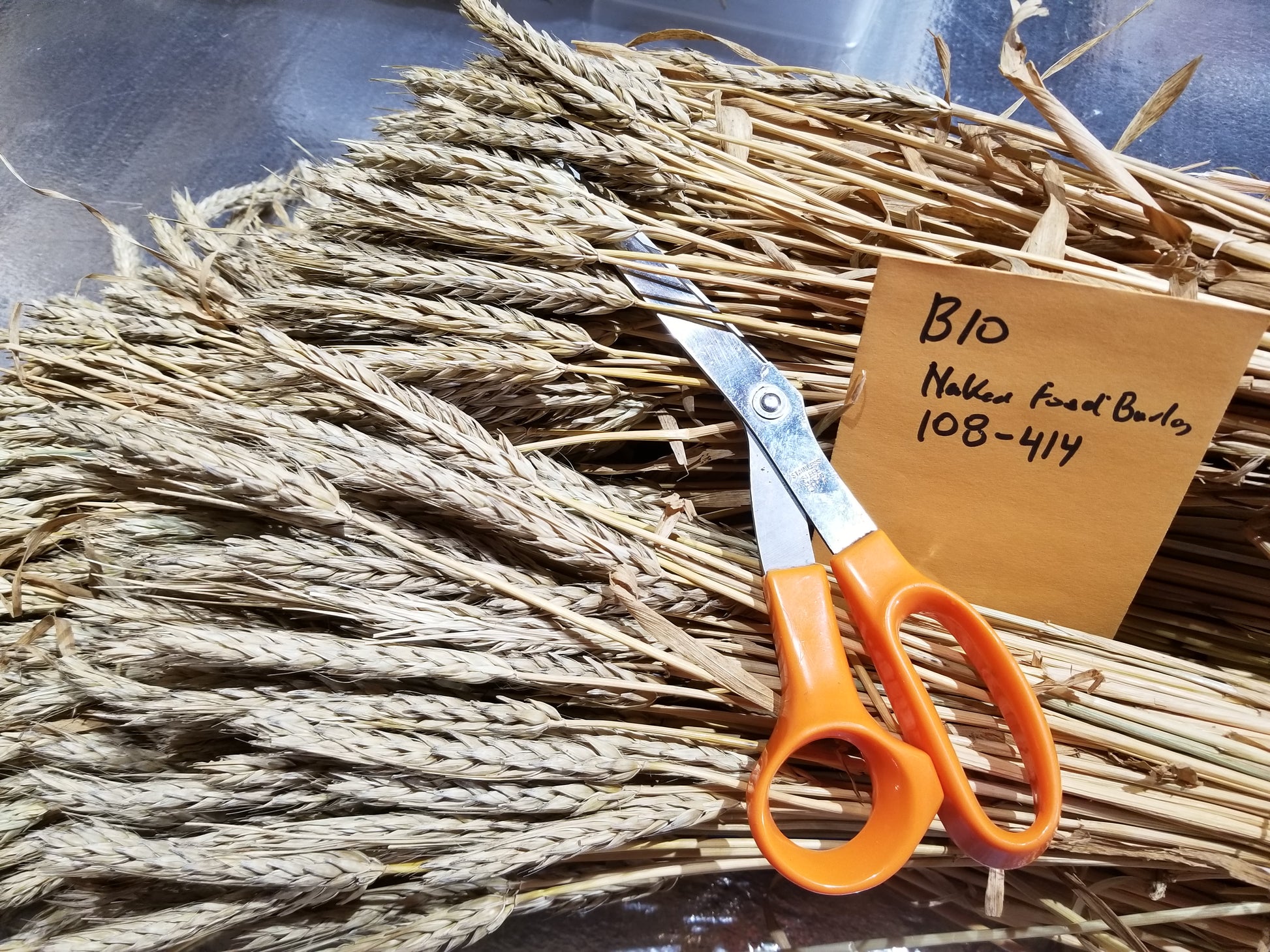 Naked Food Barley 108-414